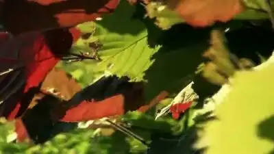 Скачать клип