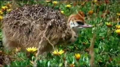 Скачать клип