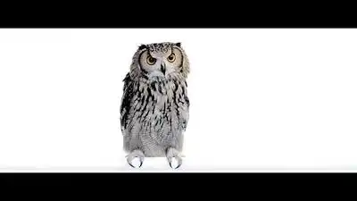 Скачать клип