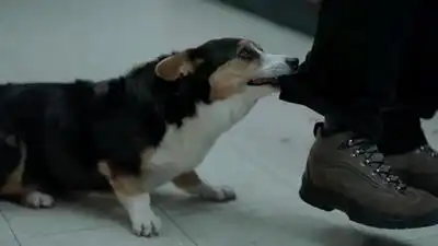 скачать клип Swedish House Mafia - Save The World